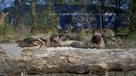 AI Video from prompt: Лунтик упал с луны