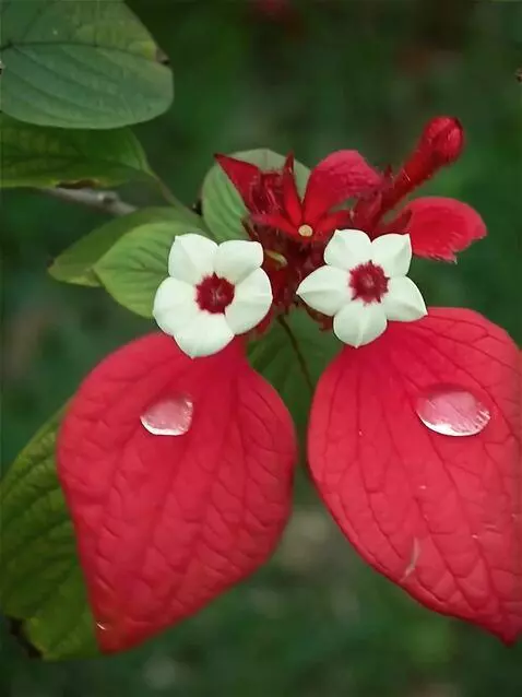 Wan 2.5 Preview video