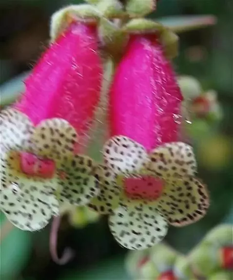 Wan 2.5 Preview video