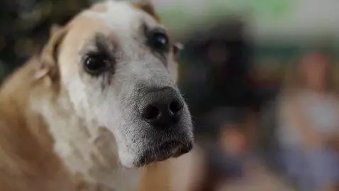 AI Video from prompt: A talking dog