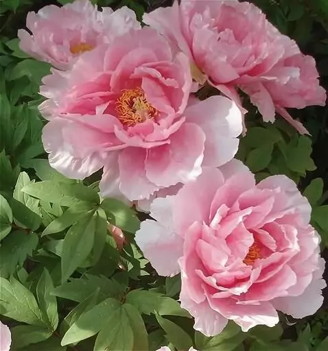 Wan 2.5 Preview video