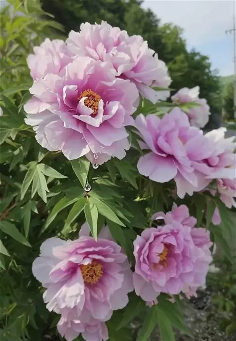 Wan 2.5 Preview video