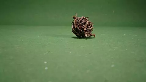 AI Video from prompt: create a video in which tumbleweed rolls from th