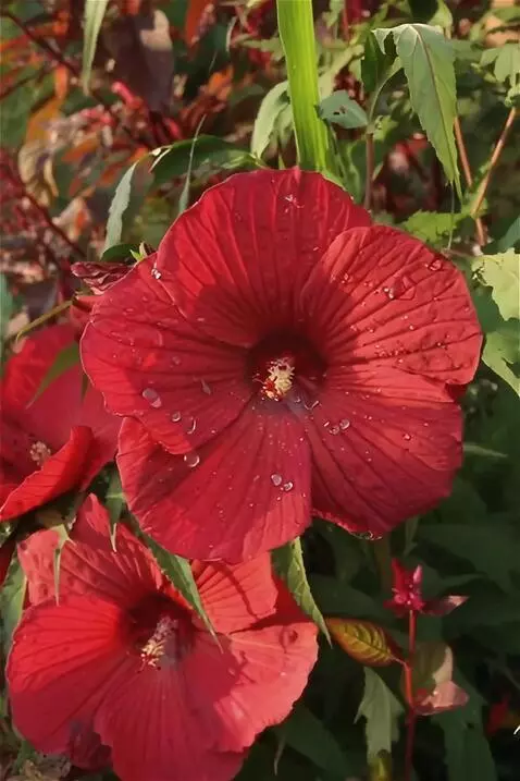 Wan 2.5 Preview video