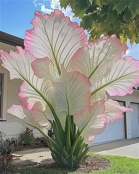 Wan 2.5 Preview video