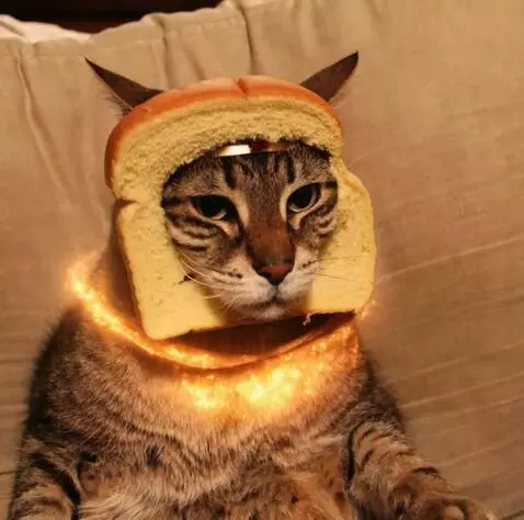 AI Video from prompt: A realistic video of a cat transforming into a p