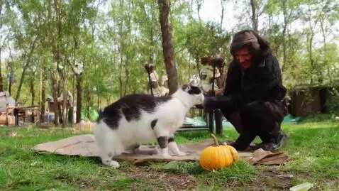 AI Video from prompt: Gato bailando