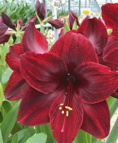 Wan 2.5 Preview video