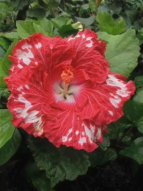 Wan 2.5 Preview video