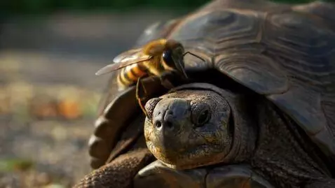 AI Video from prompt: tortoise is fighting to bee