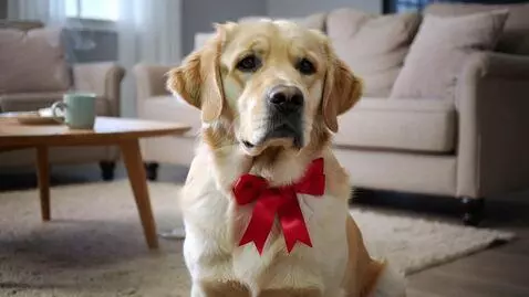 AI Video from prompt: a dog with a bow