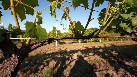 Wan 2.5 Preview video