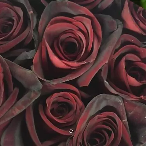 Wan 2.5 Preview video