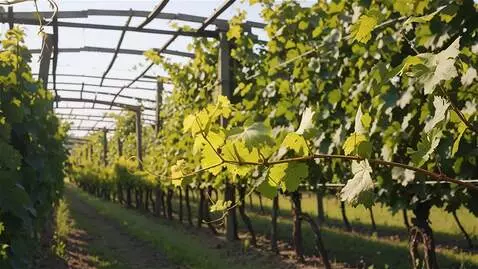 AI Video from prompt: создай ускоренное созревания куста винограда и о