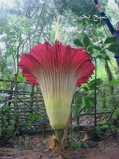 Wan 2.5 Preview video