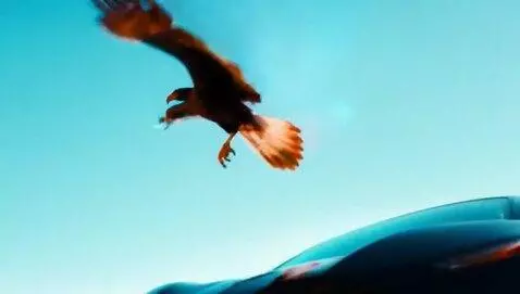 AI Video from prompt: eagle flying above a car