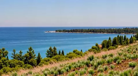 AI Video from prompt: Фотограф в кустах, девушка-феникс, шторм, птицы,