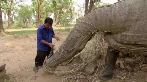 AI Video from prompt: Bacche ko nahlata hua sher ka video ek Jinda kar