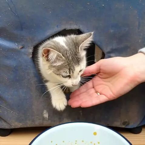 AI Video from prompt: Show how this homeless kitty was taken by someon