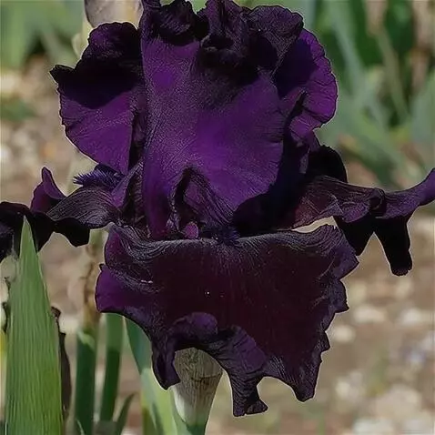 Wan 2.5 Preview video