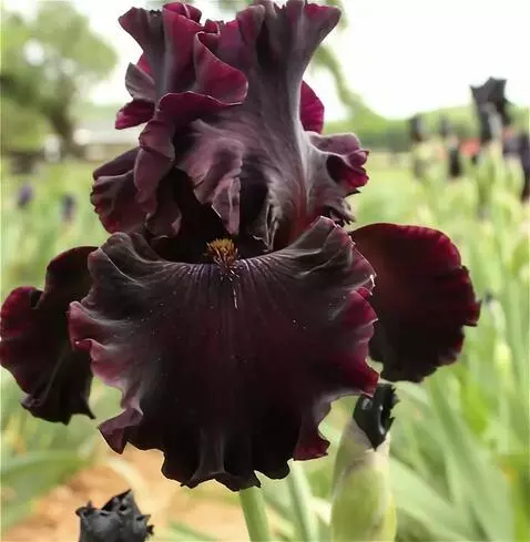 Wan 2.5 Preview video