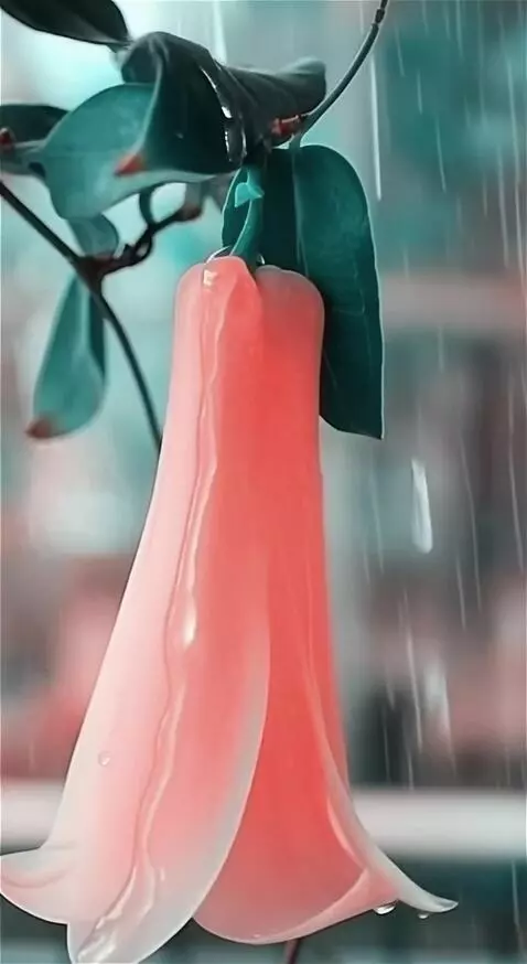 AI Video from prompt: ветер дождь  капли воды текут по розе