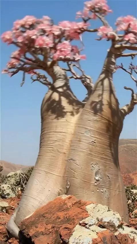 AI Video from prompt: на ветру качается роза в капли воды ветер дует н