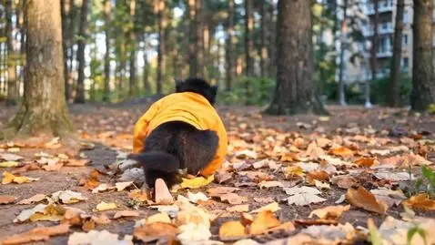 AI Video from prompt: Tiny human  being on all fours, rear view