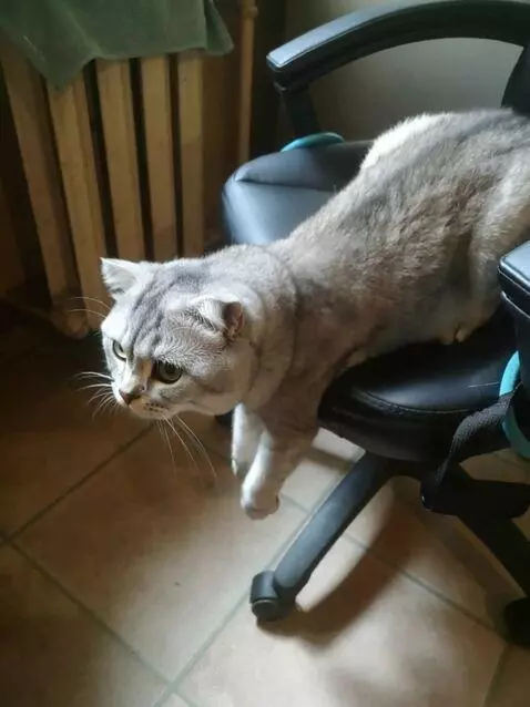 AI Video from prompt: Cinematic shot, a gray Scottish Fold cat in a se