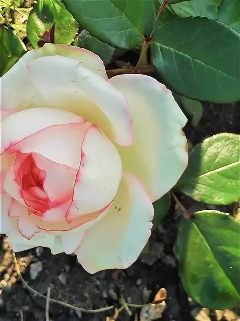 Wan 2.5 Preview video