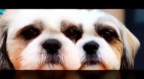 Hunyuan Video I2V video