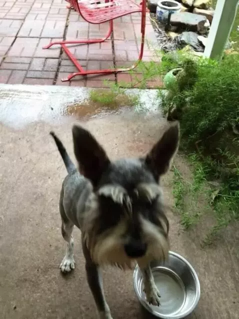 AI Video from prompt: The dog takes the empty bowl with displeasure an