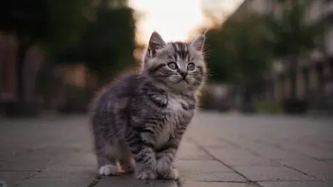 AI Video from prompt: A tiny fluffy kitten, standing alone in a quiet 