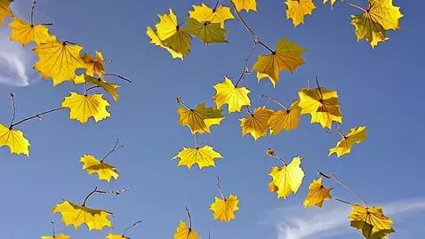 AI Video from prompt: желтые листья клена кружатся в небе