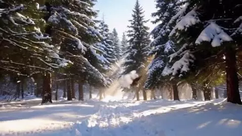 AI Video from prompt: Волшебный зимний, покрытый пушистым свежим снего