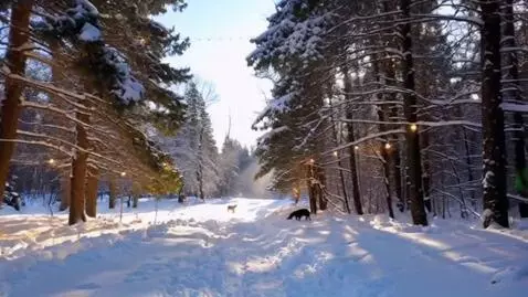 AI Video from prompt: Волшебный зимний, покрытый пушистым свежим снего