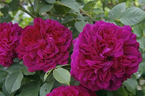 Wan 2.5 Preview video