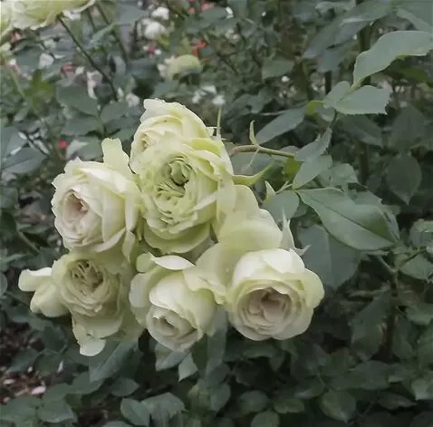 Wan 2.5 Preview video