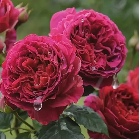 Wan 2.5 Preview video