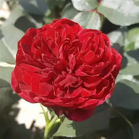 Wan 2.5 Preview video