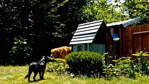 AI Video from prompt: Dog waits for his owner in front of his house an