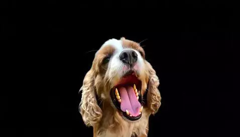 AI Video from prompt: The dog yawns