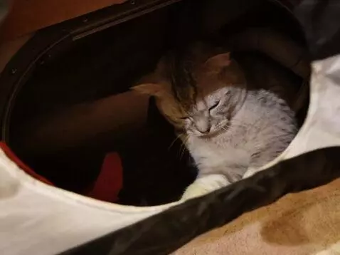 AI Video from prompt: A sad cat-astronaut in a spacesuit looks through