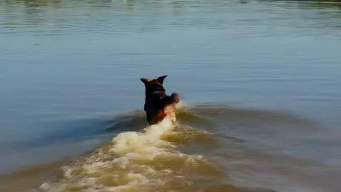 AI Video from prompt: Dog Running to the water
