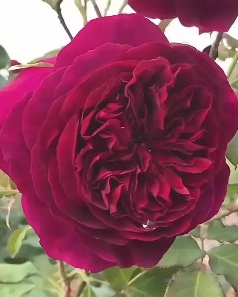 Wan 2.5 Preview video