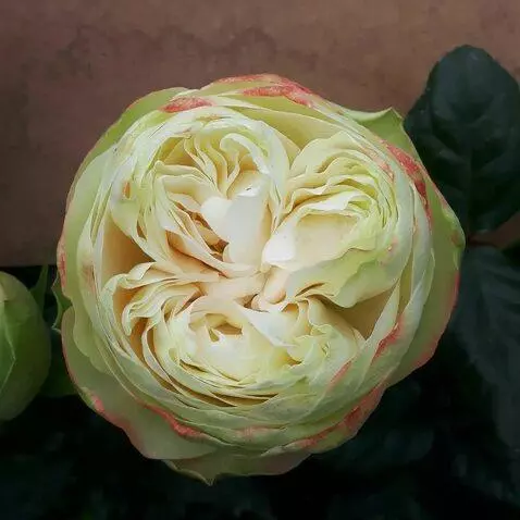 AI Video from prompt: на ветру качается