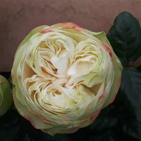 AI Video from prompt: на ветру качается