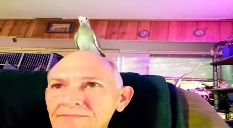 AI Video from prompt: My bird named zackaraih flies onto my head, my f