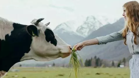 AI Video from prompt: A girl feeding a cow with fresh grass in a mount
