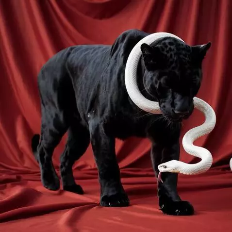 AI Video from prompt: Черная пантера идёт на красных шелках она смотри